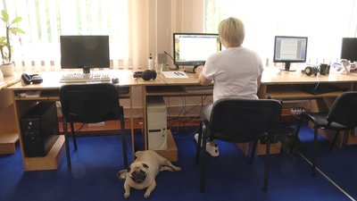 Житомиряни долучилися до всеукраїнської акції і взяли собаку на роботу Житомиряни долучилися до всеукраїнської акції і взяли собаку на роботу