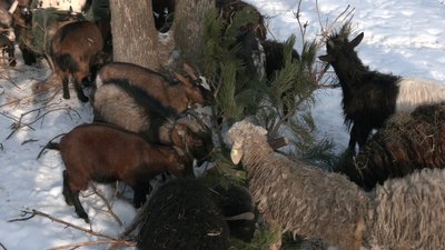 Близько тисячі ялинок передали тваринам харківського екопарку Близько тисячі ялинок передали тваринам харківського екопарку