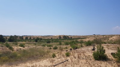Ліси Херсонщини: після пожеж відновлено майже 400 гектарів цього року