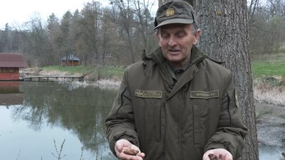 На Черкащині висівають жолуді На Черкащині висівають жолуді