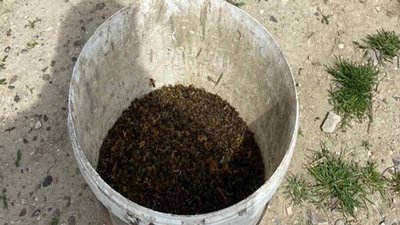 Понад 50 бджолиних сімей загинули в господарствах Чортківського району на Тернопільщині Понад 50 бджолиних сімей загинули в господарствах Чортківського району на Тернопільщині