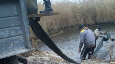 До водойм Херсонщини вселено 11 тонн риби До водойм Херсонщини вселено 11 тонн риби
