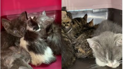 В одеській квартирі знайшли понад 60 кошенят, котрих морили голодом В одеській квартирі знайшли понад 60 кошенят, котрих морили голодом