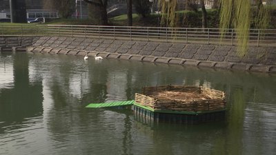 Лебедину пару повернули на озеро, що в центральному парку Вінниці Лебедину пару повернули на озеро, що в центральному парку Вінниці