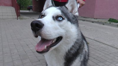 Знайшли ще одного. У Франківську продовжують отруюватися собаки