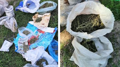 На Черкащині чоловік вирощував коноплі. Відкрили карну справу На Черкащині чоловік вирощував коноплі. Відкрили карну справу