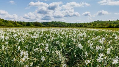 На Закарпатті квітне Долина нарцисів
