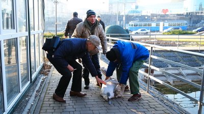 Переселення пернатих: вінницьких лебедів з озера перевезли у зоодворик Переселення пернатих: вінницьких лебедів з озера перевезли у зоодворик