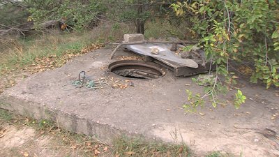 Історія небайдужості: запоріжанка Оксана Костецька допомагає безпритульним собакам