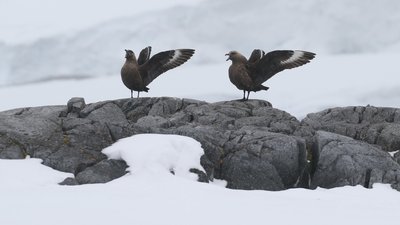 "Відчуття, що ми тут вдома". Інтерв'ю з одеською морською біологинею станції "Академік Вернадський" "Відчуття, що ми тут вдома". Інтерв'ю з одеською морською біологинею станції "Академік Вернадський"