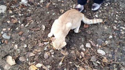 У Дніпрі надзвичайники знімали з дерева кота У Дніпрі надзвичайники знімали з дерева кота