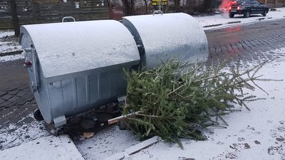 Де у Чернівцях можна здати ялинку на утилізацію: перелік адрес