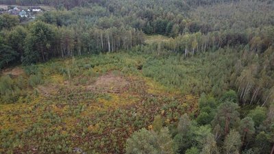 Пішов по ягоди й не вернувся: на Рівненщині у лісі шукають чоловіка Пішов по ягоди й не вернувся: на Рівненщині у лісі шукають чоловіка