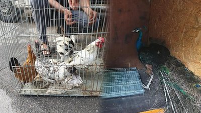 З Руських Тишок на Харківщині зоозахисники евакуювали покинутих павичів та декоративних курей
