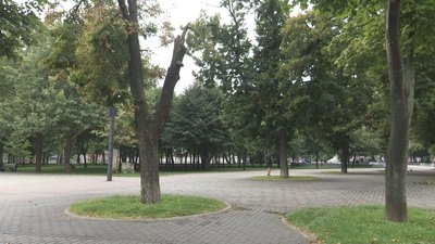 У Дніпрі сухе дерево впало на перехожого: у чоловіка переломи обох ніг У Дніпрі сухе дерево впало на перехожого: у чоловіка переломи обох ніг