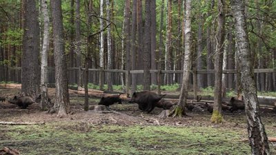 Дикий кабан, який розгулював у парку Житомира, пройшов термін карантину і доєднався до стада