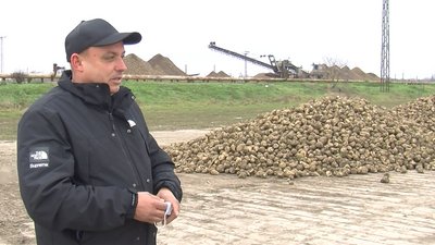 На Волині завершився збір цукрових буряків: як вродили і скільки коштує цукор На Волині завершився збір цукрових буряків: як вродили і скільки коштує цукор