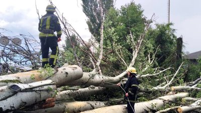 Щонайменше 3 дерева у Дніпрі впали на автомобілі Щонайменше 3 дерева у Дніпрі впали на автомобілі