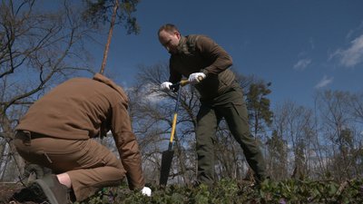 Черкаські лісівники вручну висаджують майбутні дерева Черкаські лісівники вручну висаджують майбутні дерева