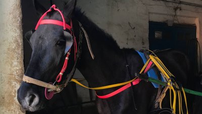 В Одеському іподромі корму залишилося на півтора місяця. У закладі живе 135 коней В Одеському іподромі корму залишилося на півтора місяця. У закладі живе 135 коней