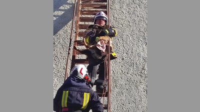 У Франківську рятувальники зняли з горища нежитлового будинку собаку