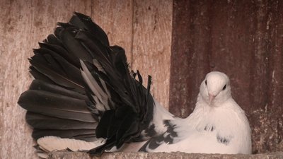 77-річний пенсіонер з Черкащини розводить голубів 77-річний пенсіонер з Черкащини розводить голубів