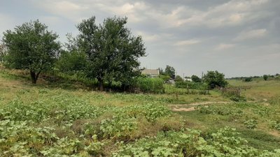 На Херсонщині зафіксували спалах африканської чуми свиней На Херсонщині зафіксували спалах африканської чуми свиней