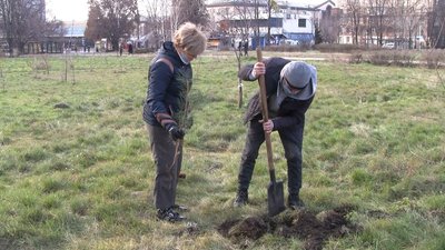 Різдвяну алею з 20-ти хвойних дерев висадили запоріжці у "Парку громади"