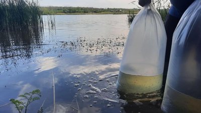 В Олександрійському районі зарибили ставок мальком судака