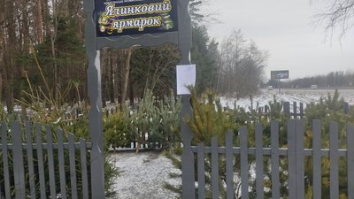 Працівники лісомисливських господарств Житомирщини підготували до продажу 250 тисяч ялин та сосен