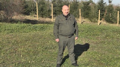 У волинський ліс випустили сотню оленів, яких привезли з Литви