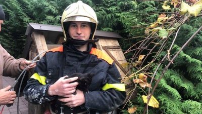 На Волині з 15-метрової криниці витягли кошеня На Волині з 15-метрової криниці витягли кошеня