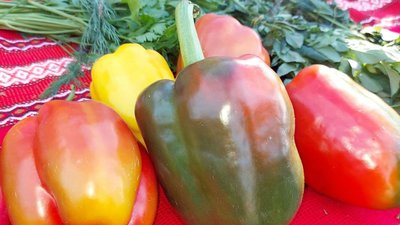 У Миколаєві відбувся перший міський етнофестиваль "Pepperfest" У Миколаєві відбувся перший міський етнофестиваль "Pepperfest"