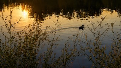 качка на Інгулі влітку, захід сонця