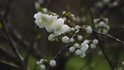 В Одеському ботсаду зацвіли перші сакури. ФОТО, ВІДЕО В Одеському ботсаду зацвіли перші сакури. ФОТО, ВІДЕО