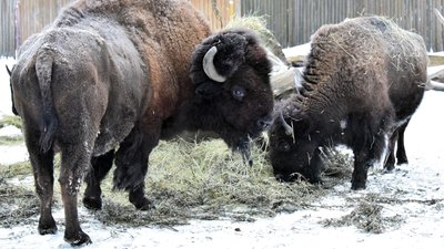 Яблучний сніданок у Київському зоопарку. Хто отримає ранкові смаколики Яблучний сніданок у Київському зоопарку. Хто отримає ранкові смаколики