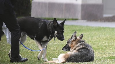 У Кам’янці-Подільському з’являться зони для вигулу собак та центр для безпритульних тварин
