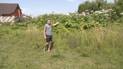 Борщівник Сосновського: як із ним борються в Рівному та куди комунальники не приїдуть