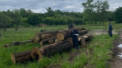 Незаконна рубка на 1,5 млн грн: на Закарпатті підозрюють керівників військового лісництва