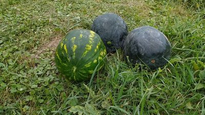 На городі у господаря виросли кавуни вагою в 10-12 кілограмів. На городі у господаря виросли кавуни вагою в 10-12 кілограмів.