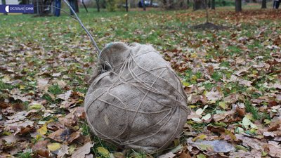 У Сумах представники національних громад посадили декоративні дерева У Сумах представники національних громад посадили декоративні дерева