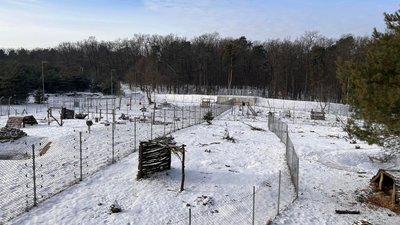 "Ведмеді пішли на зимовий сон": ведмежий притулок на Львівщині закрили для відвідувачів "Ведмеді пішли на зимовий сон": ведмежий притулок на Львівщині закрили для відвідувачів
