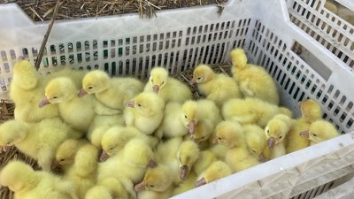 На продовольчому ринку продають каченят, травень-2026 року, Хмельницький
