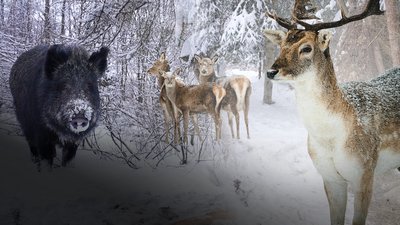 Кабан, косуля, зима, лісництво, Франківщина