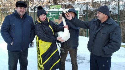 Вдруге за місяць на Волині підстрелили лебедя