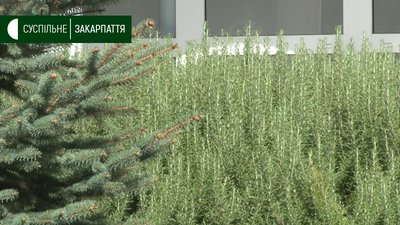 П’ятий день збирають розмарин семінаристи Ужгородської греко-католицької академії П’ятий день збирають розмарин семінаристи Ужгородської греко-католицької академії