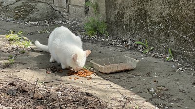 безпритульні тварини, Херсон безпритульні тварини, Херсон