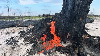 Піронема — гриб, який пристосований до життя на згарищах