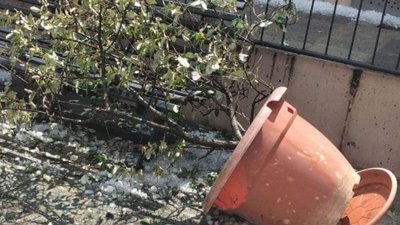Перекинутий поривом вітру вазон з деревом Перекинутий поривом вітру вазон з деревом