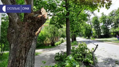 У Сумах вітер зламав кілька дерев У Сумах вітер зламав кілька дерев